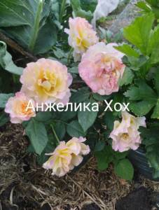 IMG_20250722_183307~2.jpg
