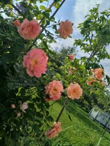 1894620454_1.thumb.jpg.fea2c0b6b0ec36bc780678ee11635dd6.jpg