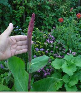 2.thumb.JPG.a0ad6d3c62adc51725e7dab587a48b26.JPG