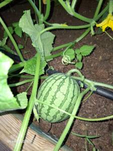20250705_201148.thumb.jpg.fe94e9fa7d67621147afe7a871436f58.jpg