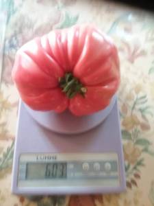 20250724_084512.thumb.jpg.5bf40ddf789d4ff2f68917c64245f4ec.jpg