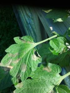 20250728_105501.thumb.jpg.ca407d63f6a4bef7ed0b1854324452f4.jpg