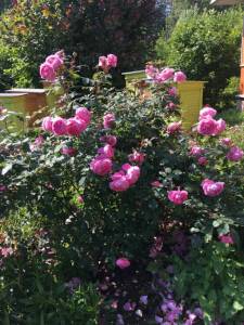 2117933838_IMG_26361.thumb.jpg.35c64d3465824be20be231f42c8de140.jpg