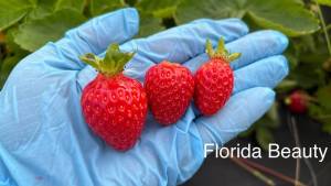 Florida Beauty 2025.jpg