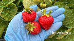 Limvalnera 2025.jpg