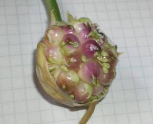 3.thumb.JPG.243d6c1203776bcb6e5e94dd43c78e03.JPG