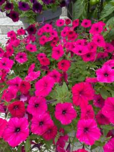 323562F6-91D4-48A0-A9EE-439FAE87F186.jpeg