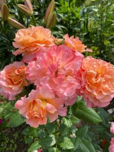 3E38815B-1047-409F-B8EE-CF6AB150404D.jpeg
