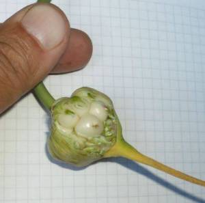 4.thumb.JPG.51eb1cd3d40ed7da8c3bc2dd8328784a.JPG