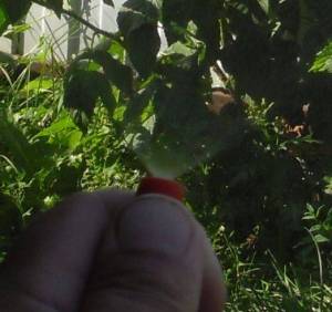 4.thumb.JPG.968a1a9731b4d1fa01df5f07b6dafae8.JPG