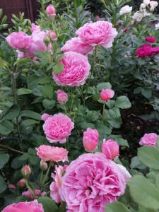 4713ed97-e5d0-42ac-97db-d7f0670fc897.png