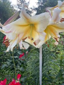 51014BD2-A22F-436C-9466-FD736281C0AC.jpeg