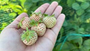 Ananas white 2025.jpg