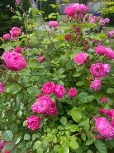 5FE39F4B-235B-402C-9E8F-6E0A94EAE74A.jpeg