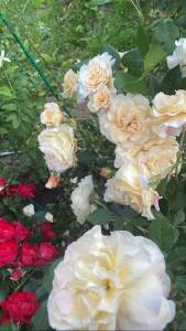 60297B00-DCA8-431A-BFFE-D5C76ED68AF2.thumb.jpeg.5c640bcd2403825cf179f4ab9feffcb5.jpeg