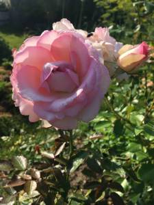 754957940_IMG_26961.thumb.jpg.1f4ae6a02b38aa98a73c41c6dc7b6e77.jpg