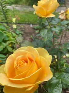 831E7C4A-6467-4321-BD10-AEFCD5CF6236.jpeg