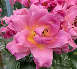 9018_big.thumb.png.559e0b709ad175306cfe7acf007baf69.png