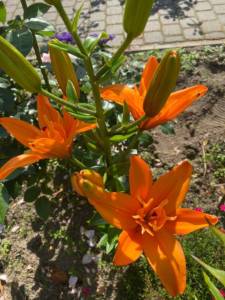9DB1D227-F898-4DF2-B57F-BDFFFB091ACF.jpeg
