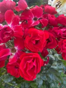 CC86BC3D-72C2-4DDD-9C0E-BB575B2F58CA.jpeg