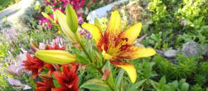 Compress_20250706_163739_9606.thumb.jpg.48a5b7f4bf55e8c4cee56a7ed3064267.jpg
