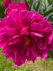 DC9D381B-7490-40D8-B519-B0D582EF2FD8.jpeg