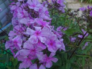 DSC03114.JPG