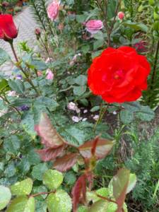 ECFF71B6-5170-43BE-81DD-3D82AA9056DF.jpeg