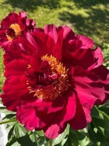F6342C7C-BCD4-4EBE-9531-CB17CBE92FB6.jpeg