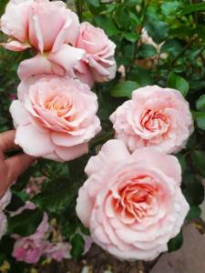 IMG-20250629-WA0003.thumb.jpg.9f4f61ce8ca8d077bb7fbff142de239d.jpg