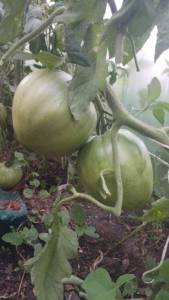 IMG-20250702-WA0143.thumb.jpeg.c8e7013f072e3a2d07842af21e0991bc.jpeg