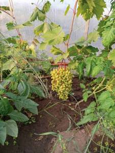 IMG-20250703-WA0007.jpg
