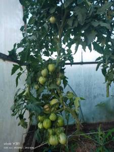 IMG-20250703-WA0104.thumb.jpg.7920dd8c426a8a61efbe1aefa429dce1.jpg