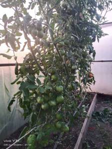 IMG-20250703-WA0106.thumb.jpg.80e0240a41367ac8a94d9aba6ac7aa8d.jpg
