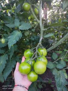 IMG-20250703-WA0110.thumb.jpg.59f744c9a5f514591c42e083a3b56af1.jpg