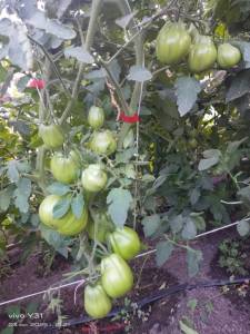 IMG-20250703-WA0111.thumb.jpg.9b7bbece65649cbb51648fcf92b666fe.jpg