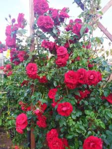 IMG-20250704-WA0001.thumb.jpg.1722fb4eebe89d6315f65fddbc11c67b.jpg