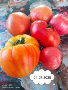 IMG-20250704-WA0001.thumb.jpg.88ecb2c32e971acff2d402cf4b61768f.jpg