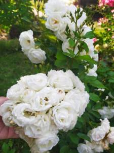 IMG-20250704-WA0004.thumb.jpg.b156d35517f5c3836168da3f2f6c2140.jpg