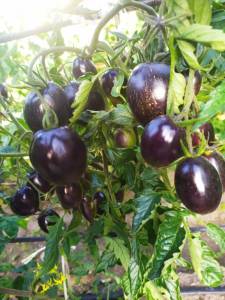 IMG-20250706-WA0002.thumb.jpg.c9f1c05f1da25c8ec73807d544f6bf31.jpg