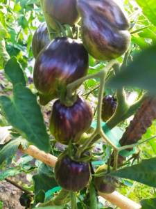 IMG-20250707-WA0004.thumb.jpg.f457e2af25bc003f1b45ab4db74e169e.jpg