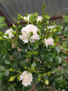 IMG-20250708-WA0010.jpg
