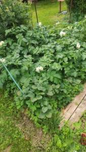 IMG-20250709-WA0003.jpeg