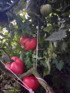 IMG-20250709-WA0118.thumb.jpg.8ef2d70e3edcaea6e055376ea762db04.jpg