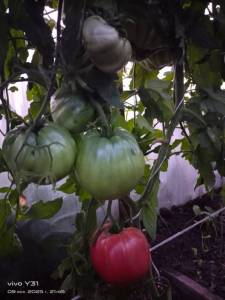 IMG-20250709-WA0119.thumb.jpg.cce18c0beb4951c4e7f6e91c10c1c0f2.jpg