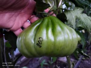 IMG-20250709-WA0123.thumb.jpg.d4a118f3c41dba1921a387a2d4155d40.jpg