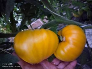 IMG-20250709-WA0126.thumb.jpg.c0a77bfdeca515e8f0f8fdf5590b3098.jpg