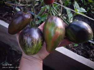 IMG-20250709-WA0128.thumb.jpg.37606dc92751d02ce516c02877f4e0b1.jpg