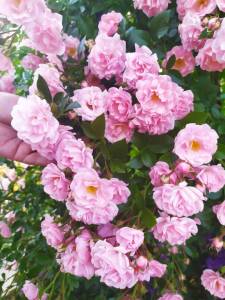 IMG-20250710-WA0000.thumb.jpg.ac952131687e202f6b28ebe93c5d4abf.jpg