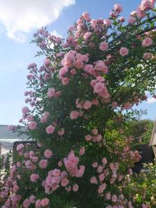 IMG-20250710-WA0001.thumb.jpg.e8c394d9d73486e3338f60aafec7304b.jpg
